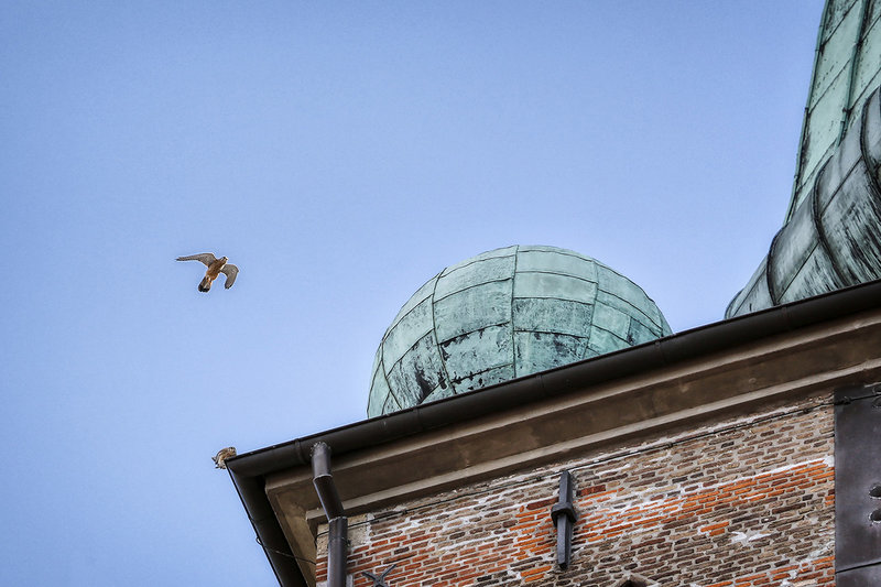 März Kalenderbild: Ein Falke ist im Anflug auf den Turm St. Jakobi